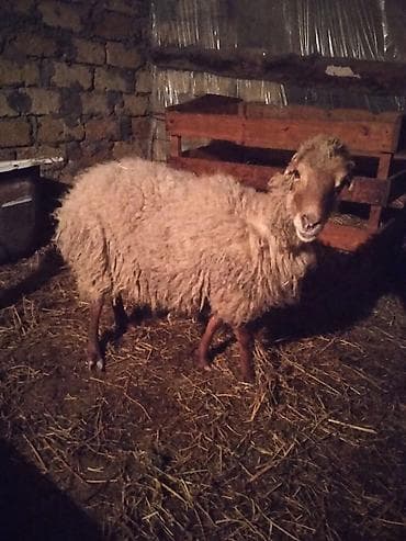 Ослы: Heyvan boğazdı ən geci 1 aya doğar dişləri ağzındadı — 3