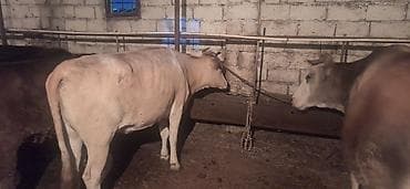 Mal-qara: Super kok iney ve yani balali mal vacap 0553011600 — 5