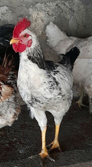 Heyvanlar üçün mallar: Xoruz, il: <1 — 4