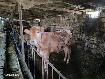 baki heyvan satisi: Sarımtıl-qonur rəngli dişi mal-qara (inek/buzağı) satılır — 1