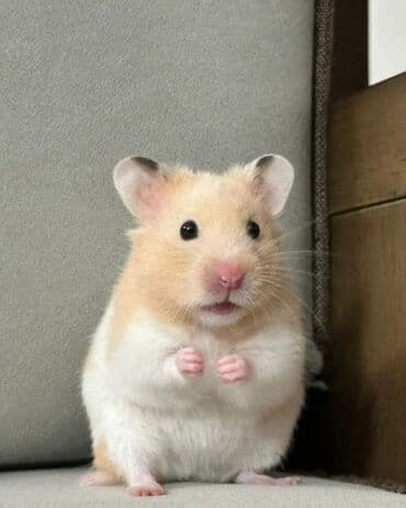 Geely: Suriyalı hamster (golden hamster) – ev heyvanı - Növ: Suriyalı at lalafo.az — 2 Geely: Suriyalı hamster (golden hamster) – ev heyvanı - Növ: Suriyalı — 2