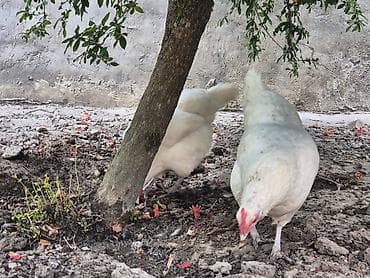Heyvanlar: Toyuq, Yumurtalıq — 2