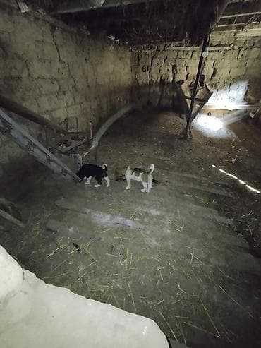 heyvan ve insan seksi: İt balaları – kənd həyəti üçün - Növ: qarışıq cins it balaları - Say — 3