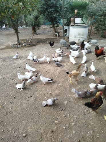 donuz balası: Məhsul: Ev quşları üçün müxtəlif cins və rəngdə göyərçin sürüsü kom200 — 10