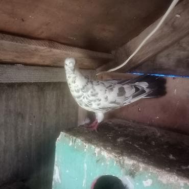 bildircin quşu: Enli quyruq çiler uzun quşlardi hazir cütduler bala veren quslardi — 3