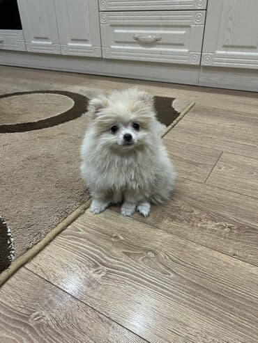 сколько стоит щенок акита ину: Шпиц, Самец — 2