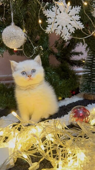 Britan, Erkək, Ünvandan götürmə