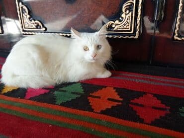 pişikler ucuz: Məhsul: Heteroxromiyalı ağ pişik Təsvir: - Tamamilə ağ tüklü, yumşaq — 3