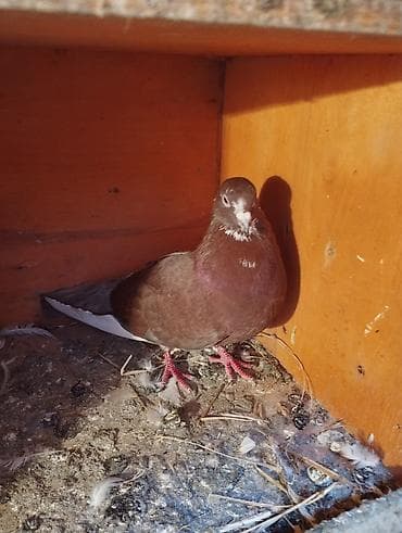 Digər heyvanlar: Qırmızı ebres quyrug erkey super oynamagi ucmagi var cep maya ucub — 3