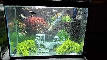 akvarium balik: Akvaryum satilir 20 ltr olmalidi icinde 40 qeder bala moli baliqlari — 3