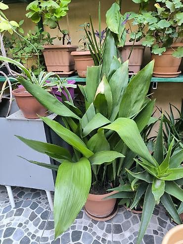 kala bitkisi: Otaq bitkisi – Aspidistra (Cast Iron Plant) - Növ: Aspidistra — 1