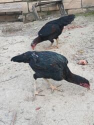 quş qefesleri: Cins: Uzunboyun yerli döyüş tipli toyuq-quş (xanxır/mix) Təsvir: - — 8