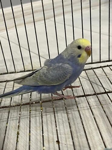 Животные: Rainbow erkey bala cernil rəng ünvan Fatmayı — 2