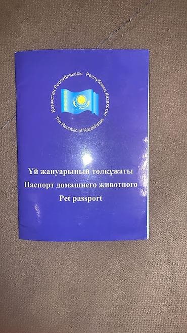 1 aylık doberman: Şpitz, 2 il, Erkek, Peyvəndli, Ünvandan götürmə — 2