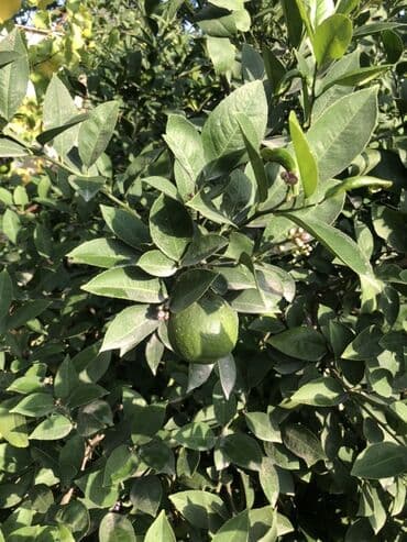 limon ağaçları: Məhsul: Limon ağacı (meyvəli, dekorativ kollu forma) Suvelanda aciq — 5