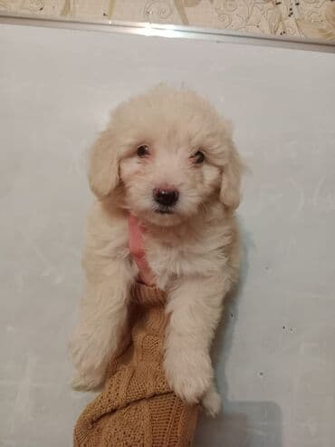 bala haski: Malta bolonka, 2 ay, Erkek, Peyvəndli, Rayonlara çatdırılma — 3