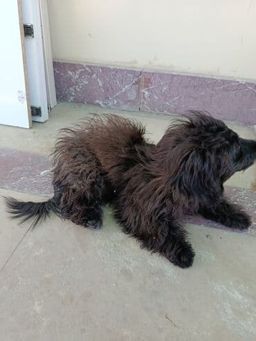 Pudel, 4 ay, Dişi, Cütləşmə üçün, Ünvandan götürmə lalafo.az -da Pudel, 4 ay, Dişi, Cütləşmə üçün, Ünvandan götürmə