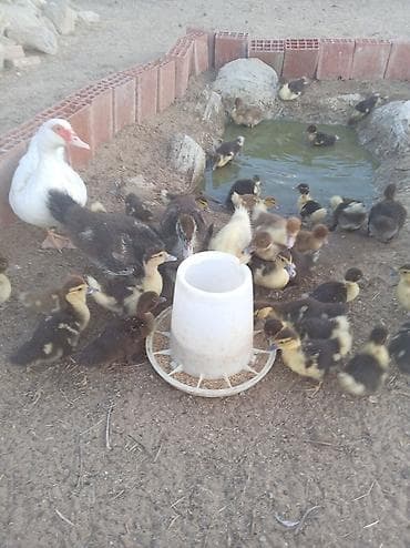 hind qusu: Muscovy ördəkləri – bala ördəklər - Cins: Muscovy (Hind ördəyi) - — 6