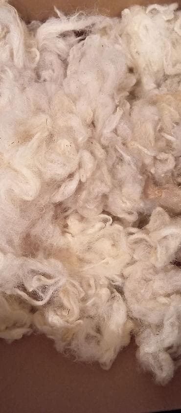Təbii qoyun yunı – açıq krem/ağ rəngli, uzun lifli və yumuşaq