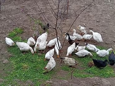 kuban ordeyi: Erkək, Damazlıq, Ödənişli çatdırılma — 3