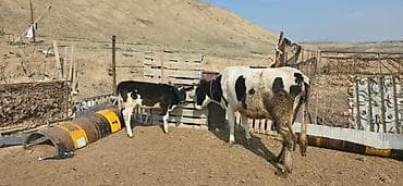 inek satislari: Satılır: inək və buzovlar salam hər vaxtı xeyir olsun bu şəkildə — 9