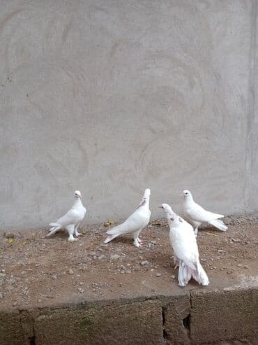 İtlər: Ağ rəngli göyərçinlər dəsti - Cins: dekorativ/ev göyərçinləri (tam ağ — 2