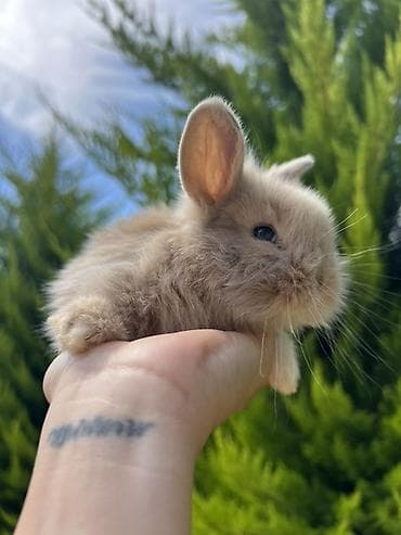 ev heyvanları: Çox gözəl və nadir rəngə sahib Holland Lop balası satılır. ✅ 1 — 6