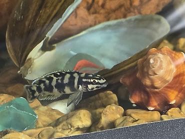 Gəmiricilər: Tanqanika baliklari hamsi birlikdə satlir 16 dənə Yekədirler — 3