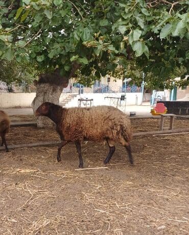 it etibarli ellere verilir: Erkək, il: 1, Damazlıq, Ünvandan götürmə — 1
