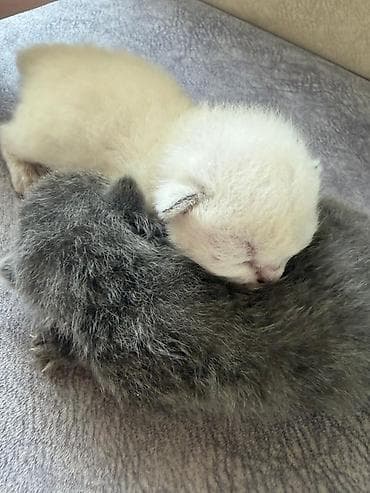 Digər heyvanlar: Təmiz qan Scottish Fold və Blue point Şinşila balalar, 7 mart — 10