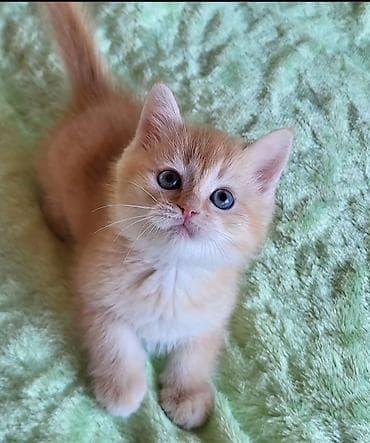 qax heyvanlar: Britan — 1