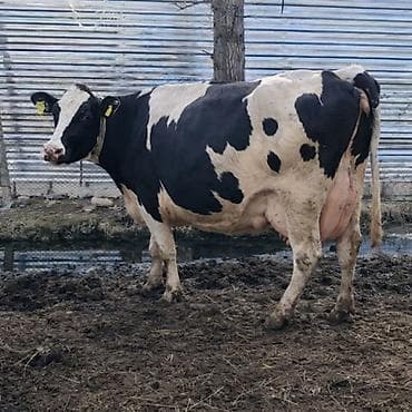 inək sagan: 2ci qarina duye 23 25 litr sudu var — 1