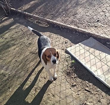 naxcivan it elanlari: Bigl, 4 il, Erkek, Sənədli, Ünvandan götürmə — 3