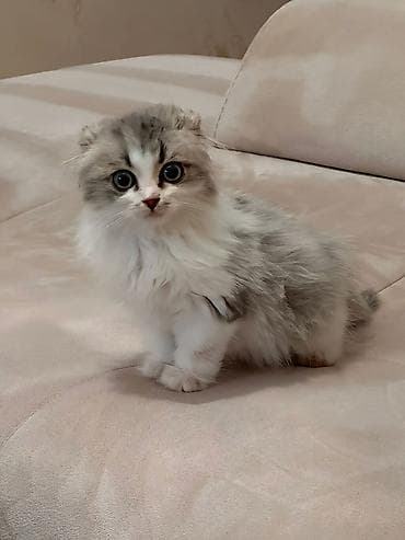 siyan pişiyi: Şinşilla, Erkək — 1