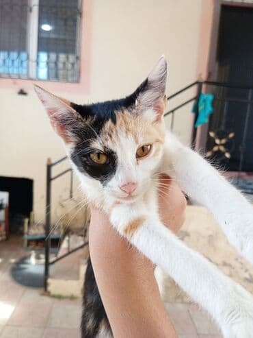 купить кошку в баку: Самка, В добрые руки, Самовывоз — 2