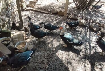 ruan ordək: Lal ördək satılır.Ünvan göygöl şəhəri.Çatdırılma yoxdur.Əlavə məlumat — 1