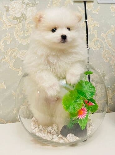 ari yesikleri: Şpitz, 2 ay, Erkek, Peyvəndli, Pulsuz çatdırılma, Rayonlara çatdırılma — 7