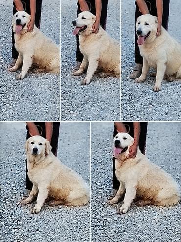 it labrador: Retriever, 10 ay, Erkek, Peyvəndli — 2