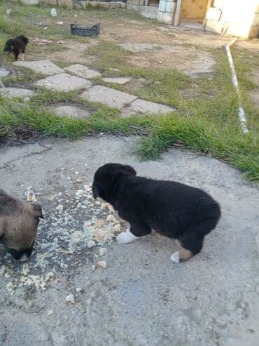 it alqi satqisi: 1 ay, Erkek, Ünvandan götürmə — 6