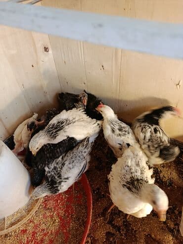 yerli cins inekler: Toyuq cücələri, Ətlik, Ünvandan götürmə — 2