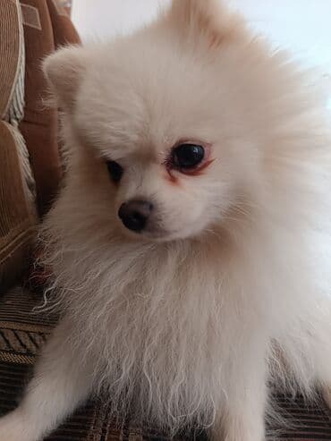 bala haski: Şpitz, 3 il, Erkek, Cütləşmə üçün, Ünvandan götürmə — 5