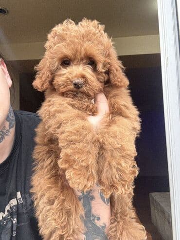 dagistan coban iti: Pudel — 5