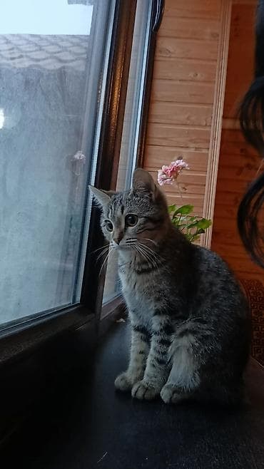 it ucun qurd dermani: Britan, Yaxşı əllərə — 2