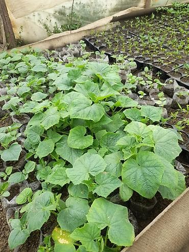 1 tonluq bak: Salam şitillərimiz cixdi satışa kime lazim olsa əlaqə saxlasin bibər — 5