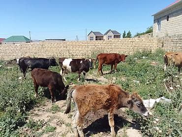 sort inəklər: Dişi, il: 1, 100 kq, Südlük, Ünvandan götürmə, Ödənişli çatdırılma — 2