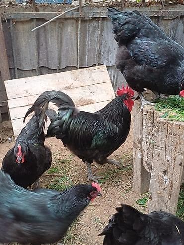 Сельхоз птицы: Məhsul: Xoruzlar ve mayali yumurtalar satisda Təsvir: - — 8