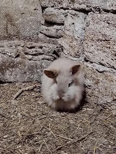 Digər heyvanlar: 5 dənəsi bir yerdə 80 Azn. Tək tək 20 Azn. Ev dovşanları – dekorativ — 6