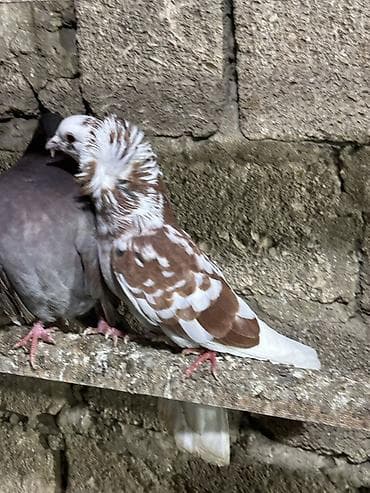 göyercinler: Saglam heyvanlar hec bir problemi yoxdu qiymet 3 ne aiddi tek tek — 1