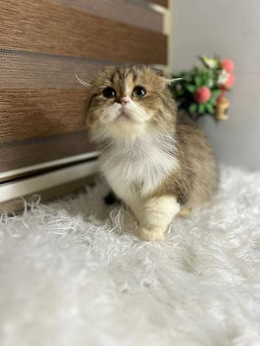 ev pişiyləri: Şotland yastı qulaq — 2