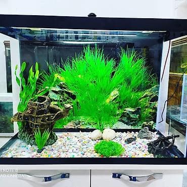 Gəmiricilər: Akvariumlar kreditle
Tək şəxsiyyət vəsiqəsilə — 1